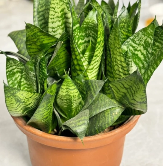 臥室植物