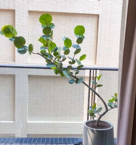 海葡萄怎麼養