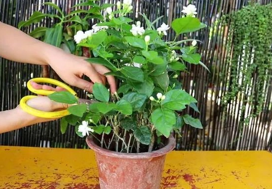 茉莉花葉子發黃