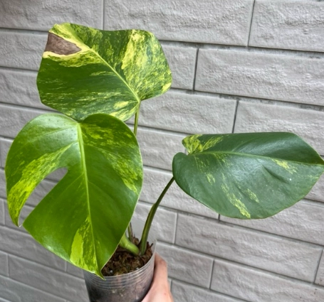 龜背芋 黃葉 原因