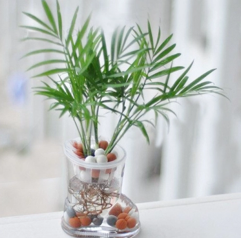 室內植物分株