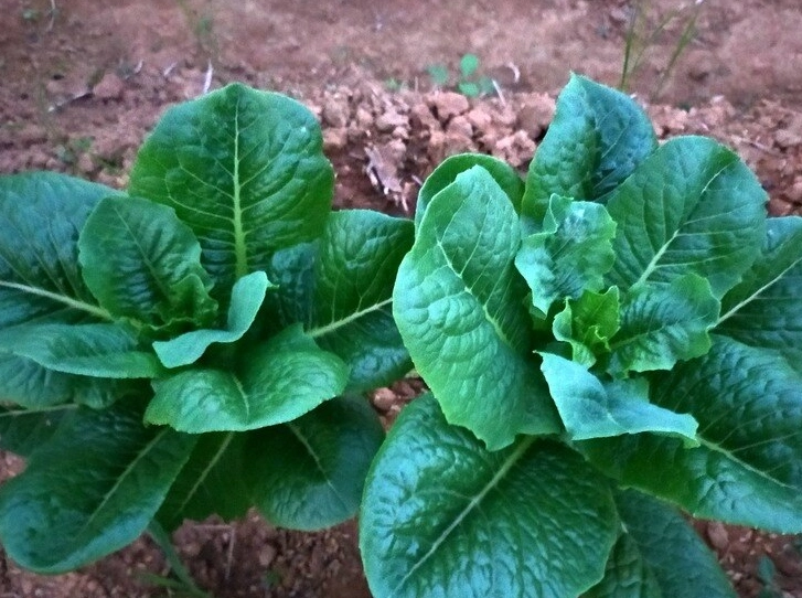 陽台種菜教學
