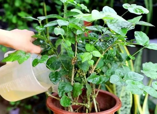 盆栽茉莉花照顧