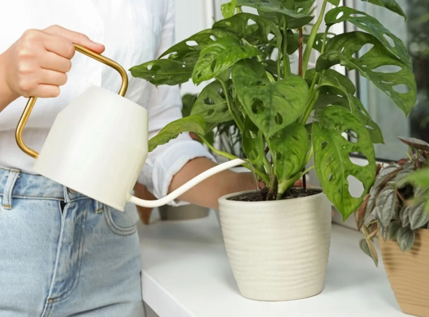 植物澆水技巧