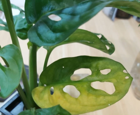 龜背芋 照顧