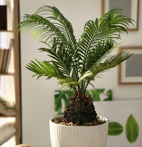 室內植物分株