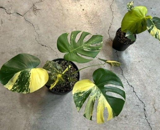 龜背芋 葉子變黃