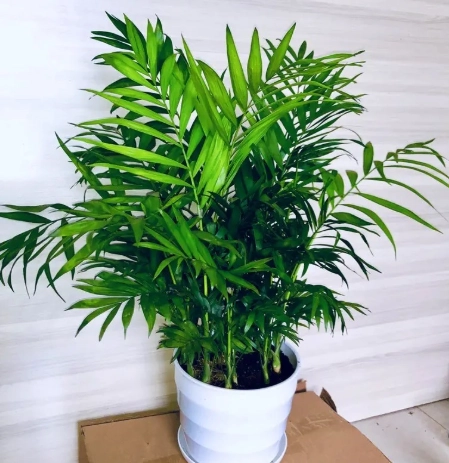 室內植物分株