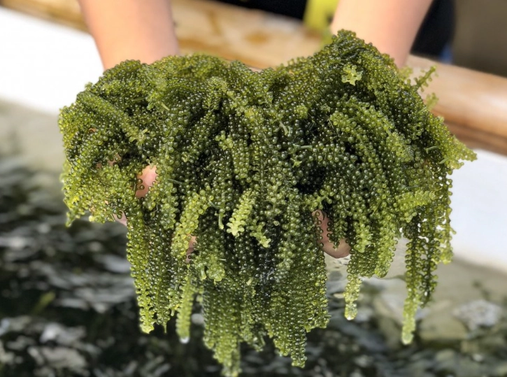 海葡萄怎麼養