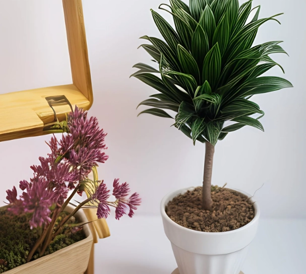 室內植物