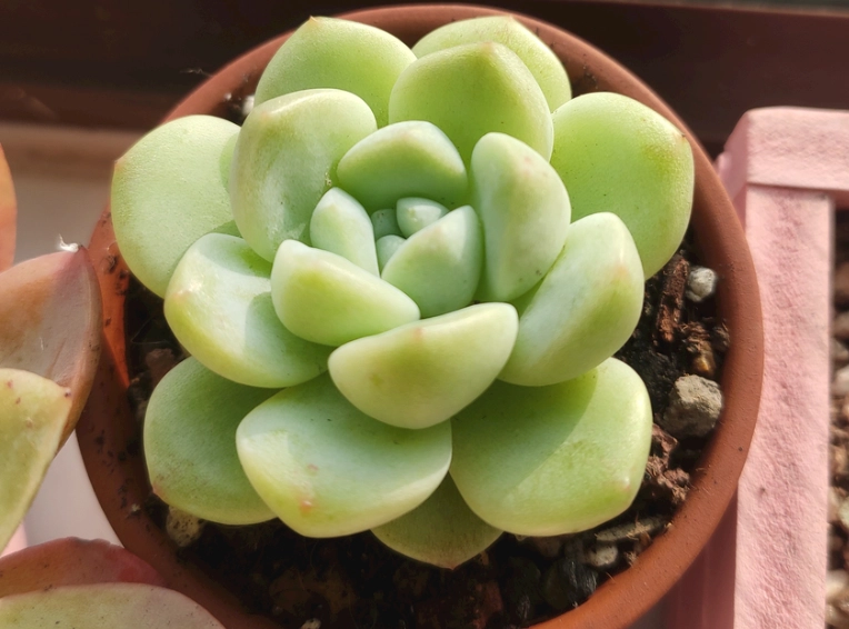 多肉開花後會死嗎