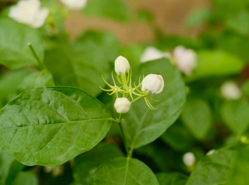 茉莉花葉子發黃
