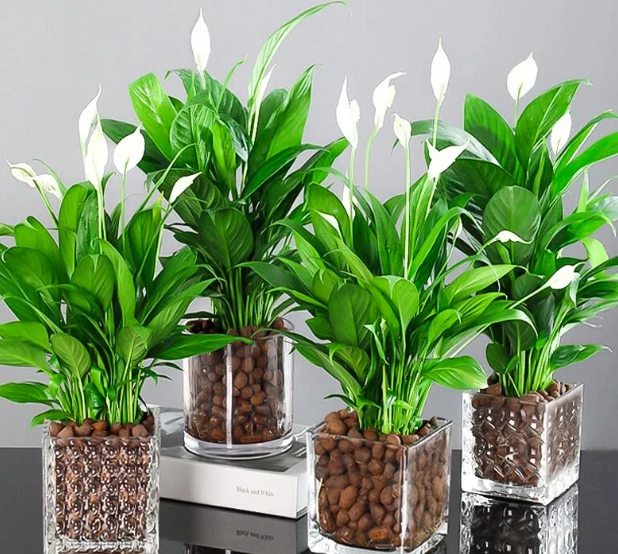 水培植物照顧