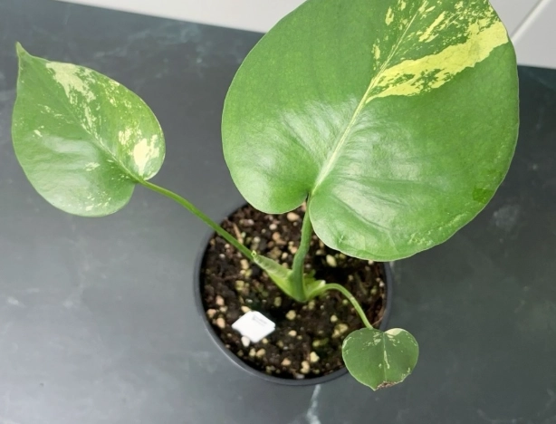 龜背芋 葉子變黃