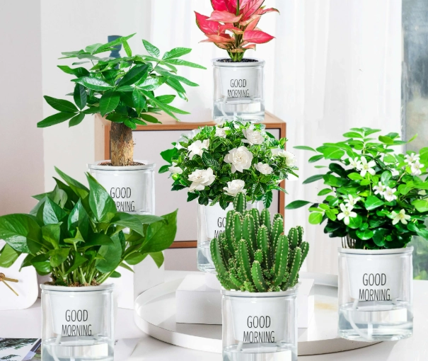 水培植物入門