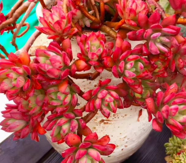 多肉植物開花照顧