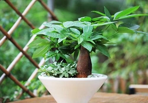室內植物問題
