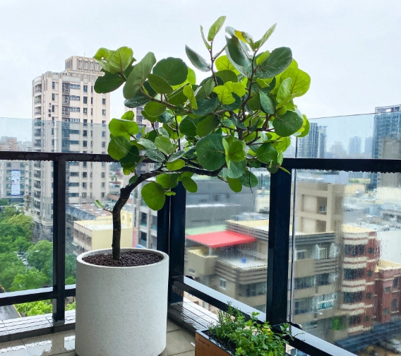 海葡萄怎麼養
