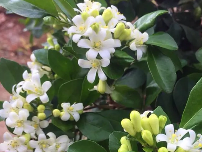 貓咪 植物 中毒