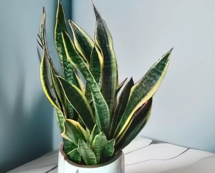 淨化空氣植物排名