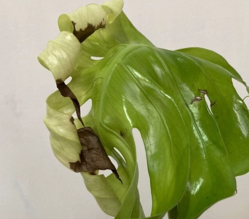 龜背芋 葉子變黑