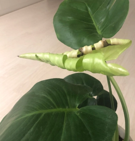龜背芋 爛根