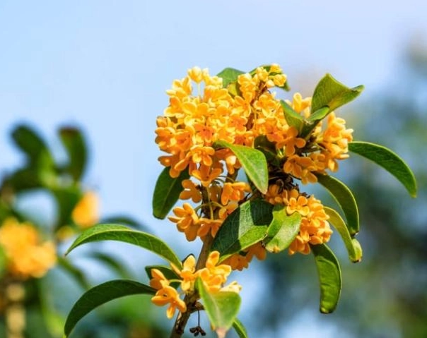 桂花不開花原因
