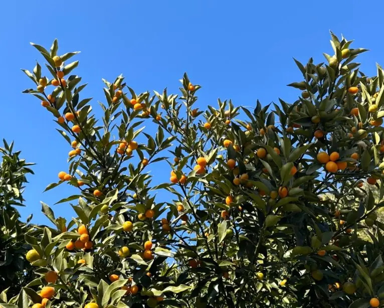 金柑葉子變黃