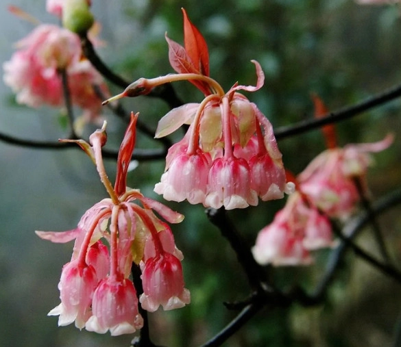 吊鐘花