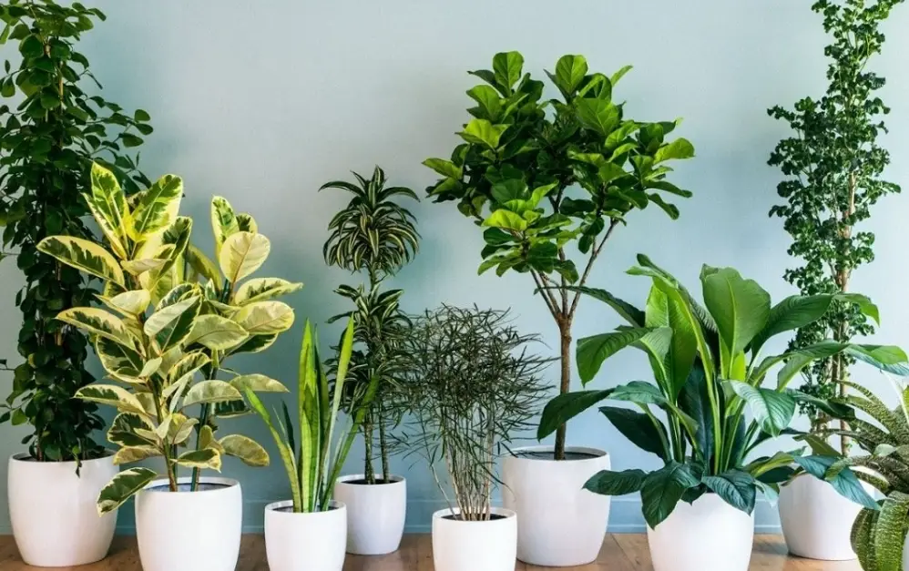 淨化空氣植物排名