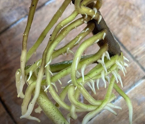 龜背芋 爛根