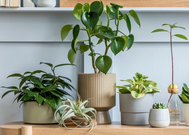 室內空氣淨化植物