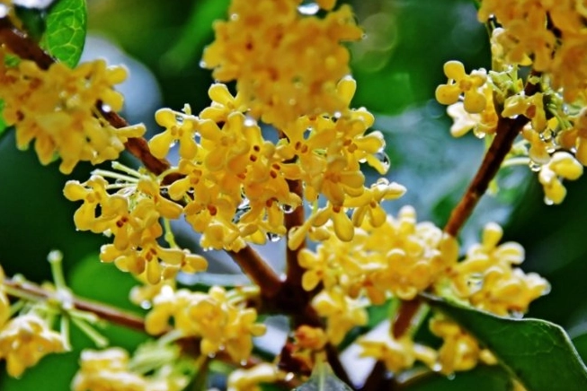 桂花不開花原因