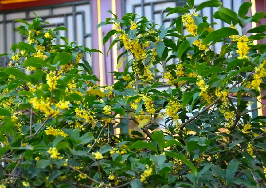 桂花養護錯誤