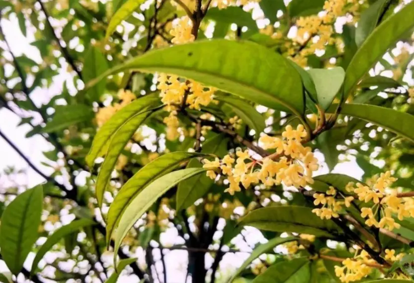 桂花不開花原因