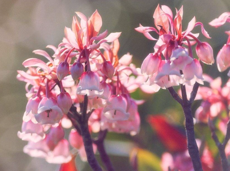 吊鐘花