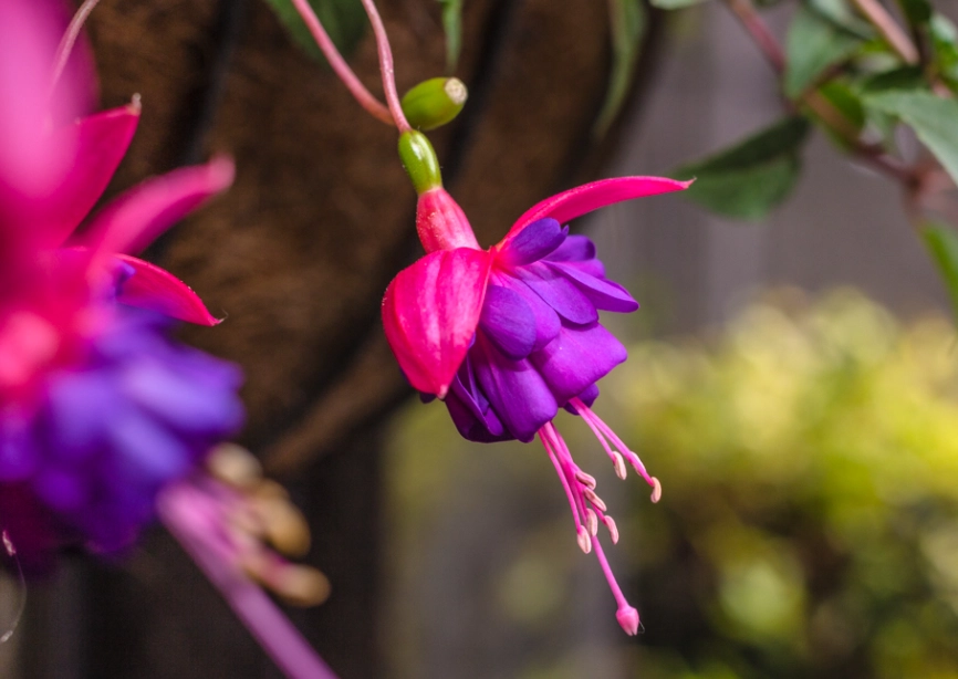 吊鐘花
