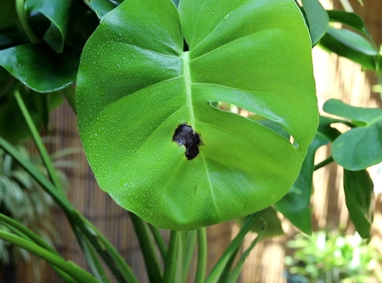 龜背芋 葉子變黑