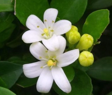 貓咪 植物 中毒