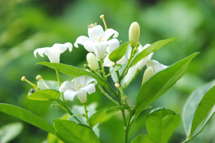 七里香葉子變白