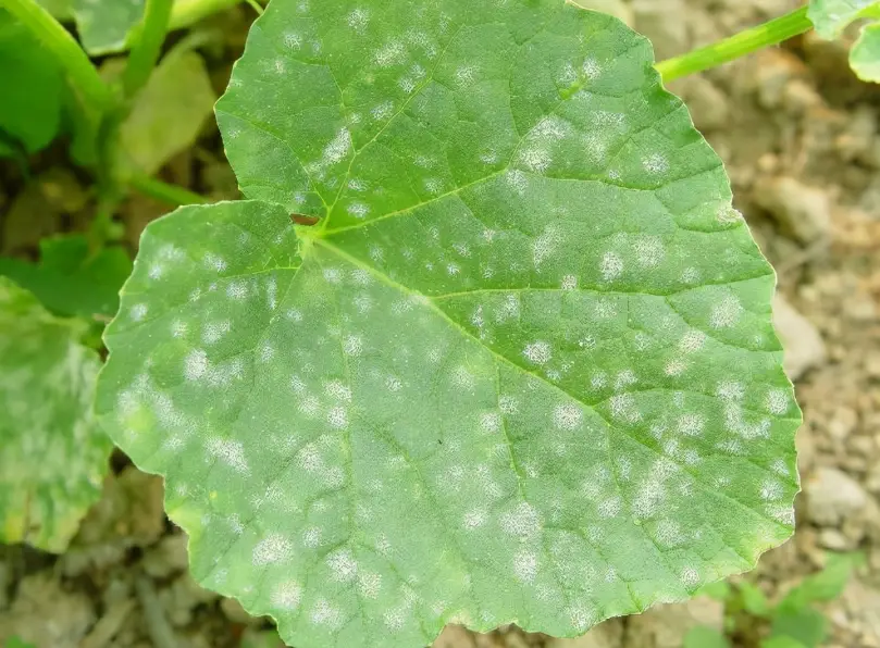 七里香葉子變白