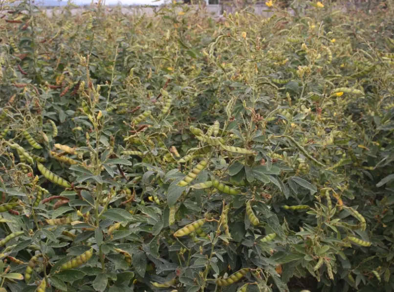 樹豆播種期