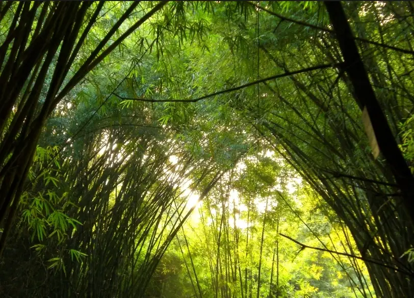 陽台種竹子