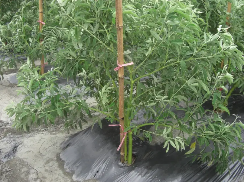 樹豆播種期
