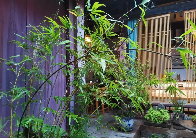陽台種竹子