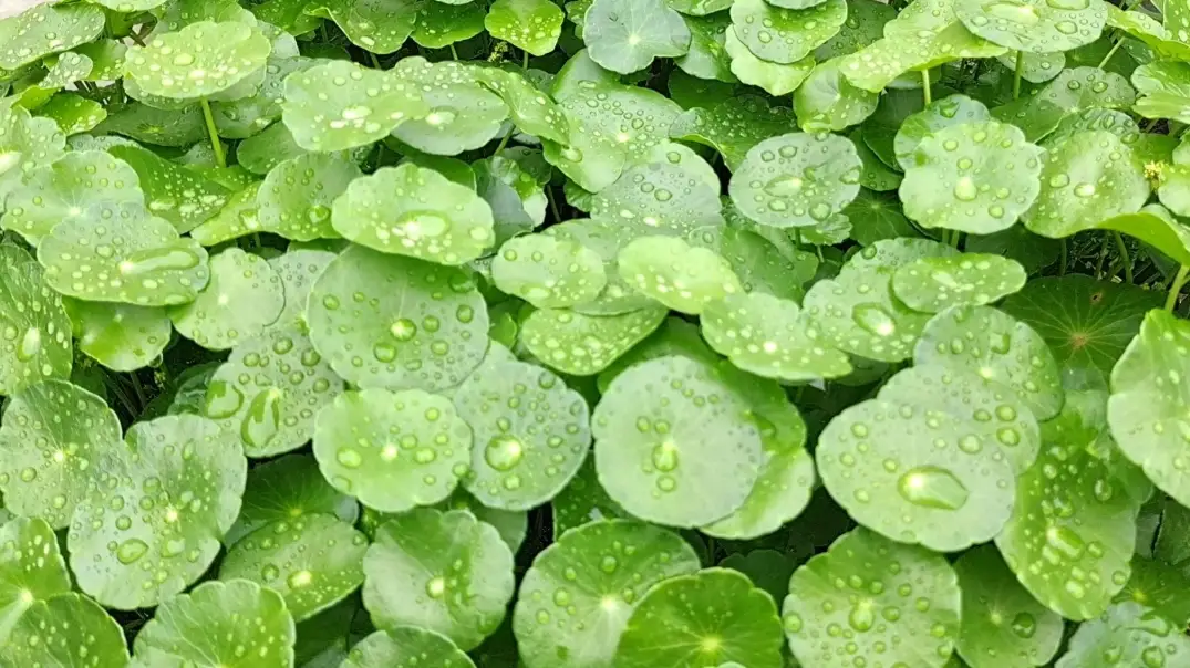 桐錢草怎麼養