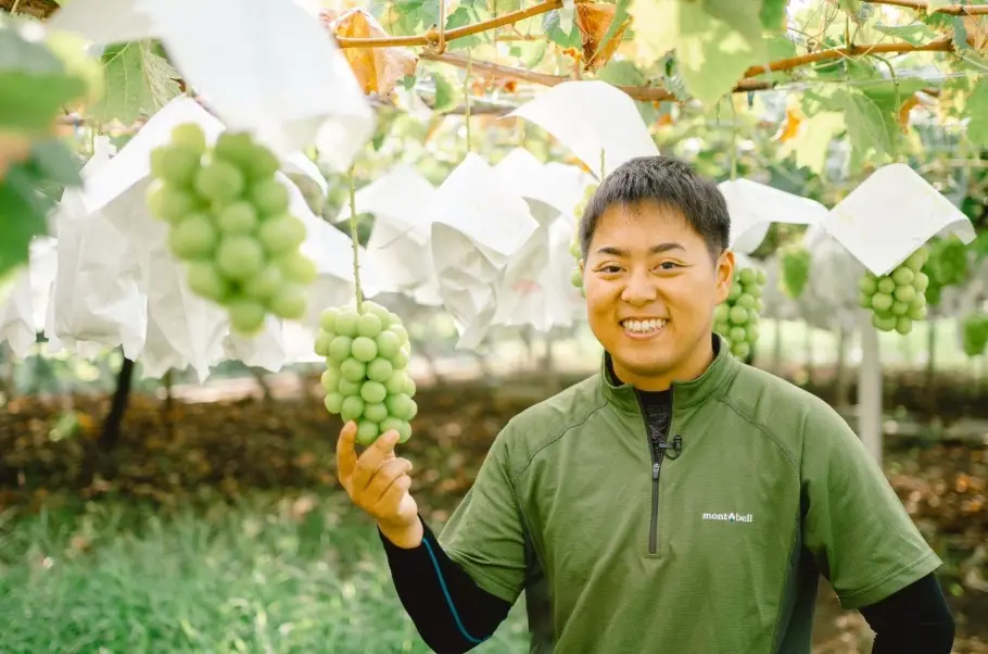 麝香葡萄種植