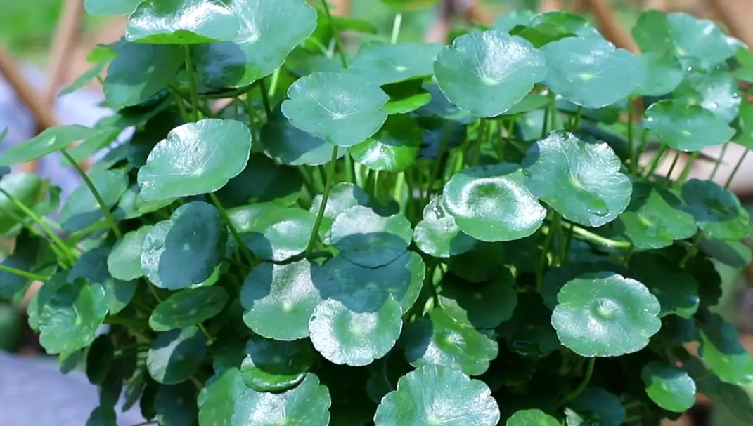 桐錢草黃葉