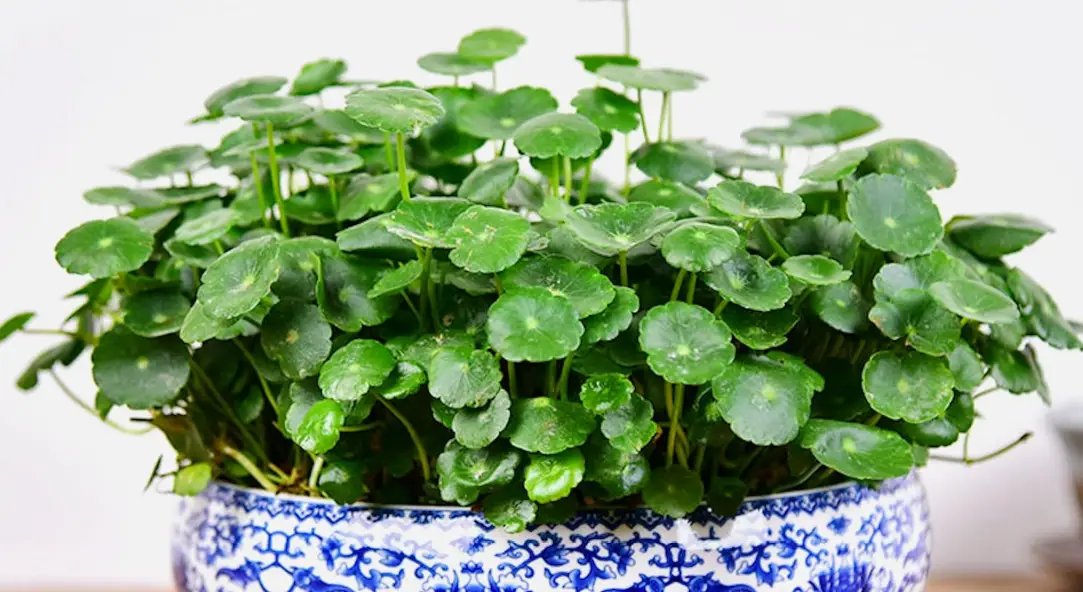 桐錢草黃葉