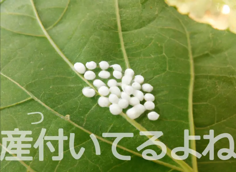 介殼蟲